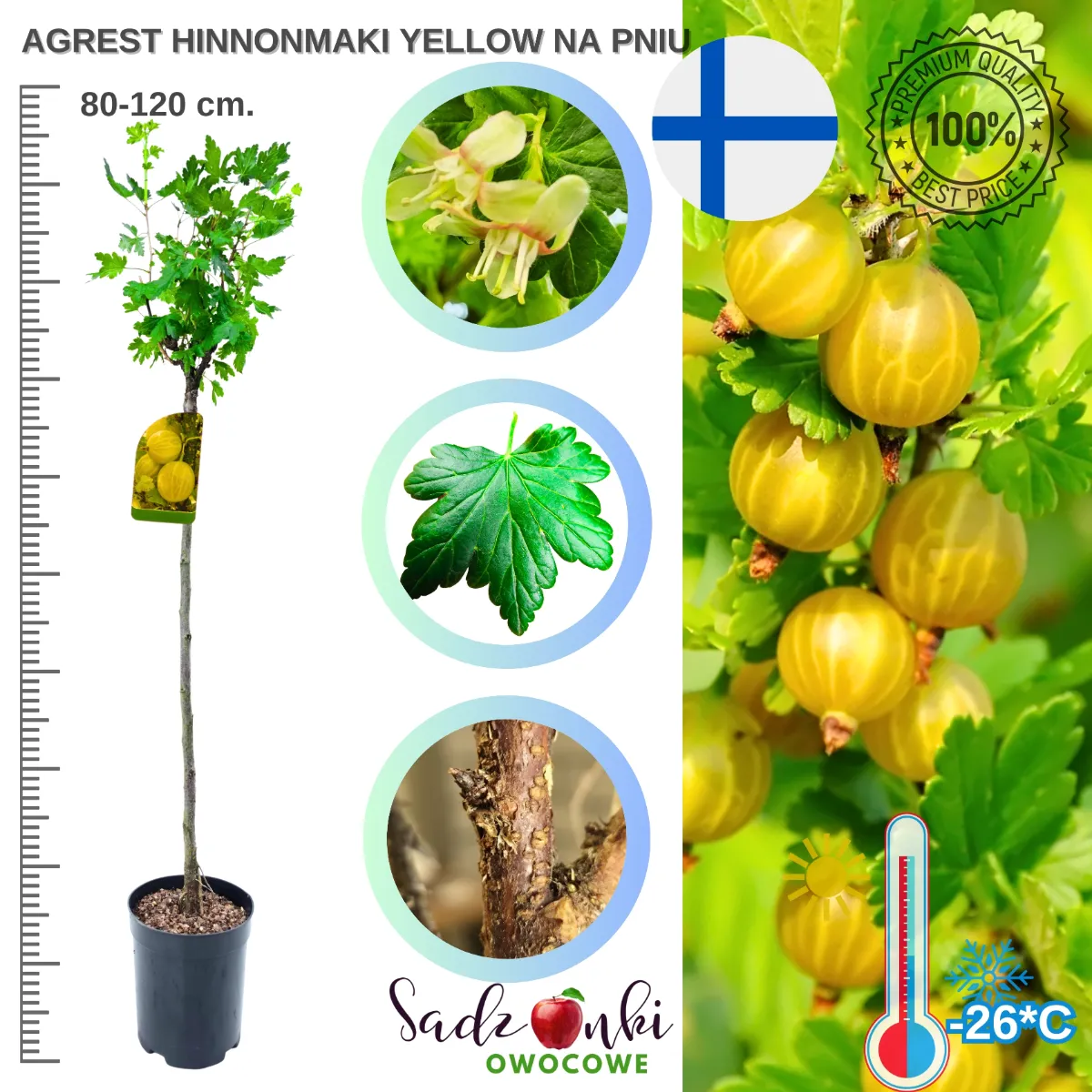 agrest hinnonmaki yellow na pniu 80–120 cm – sadzonka o zwartej koronie i odmianie o żółtych owocach