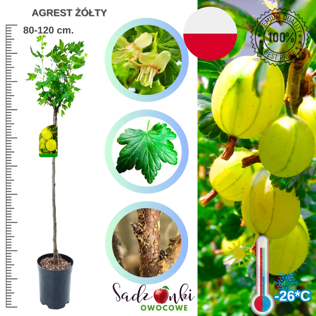 Agrest żółty na pniu sadzonka 80–120 cm w formie drzewka gotowa do sadzenia