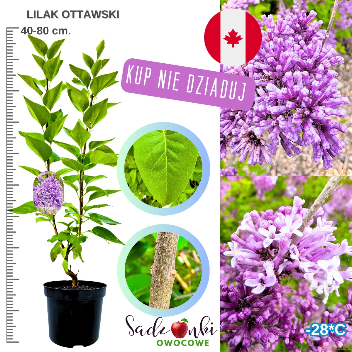 lilak ottawski krzew ozdobny w donicy wysokość 40-80 cm.