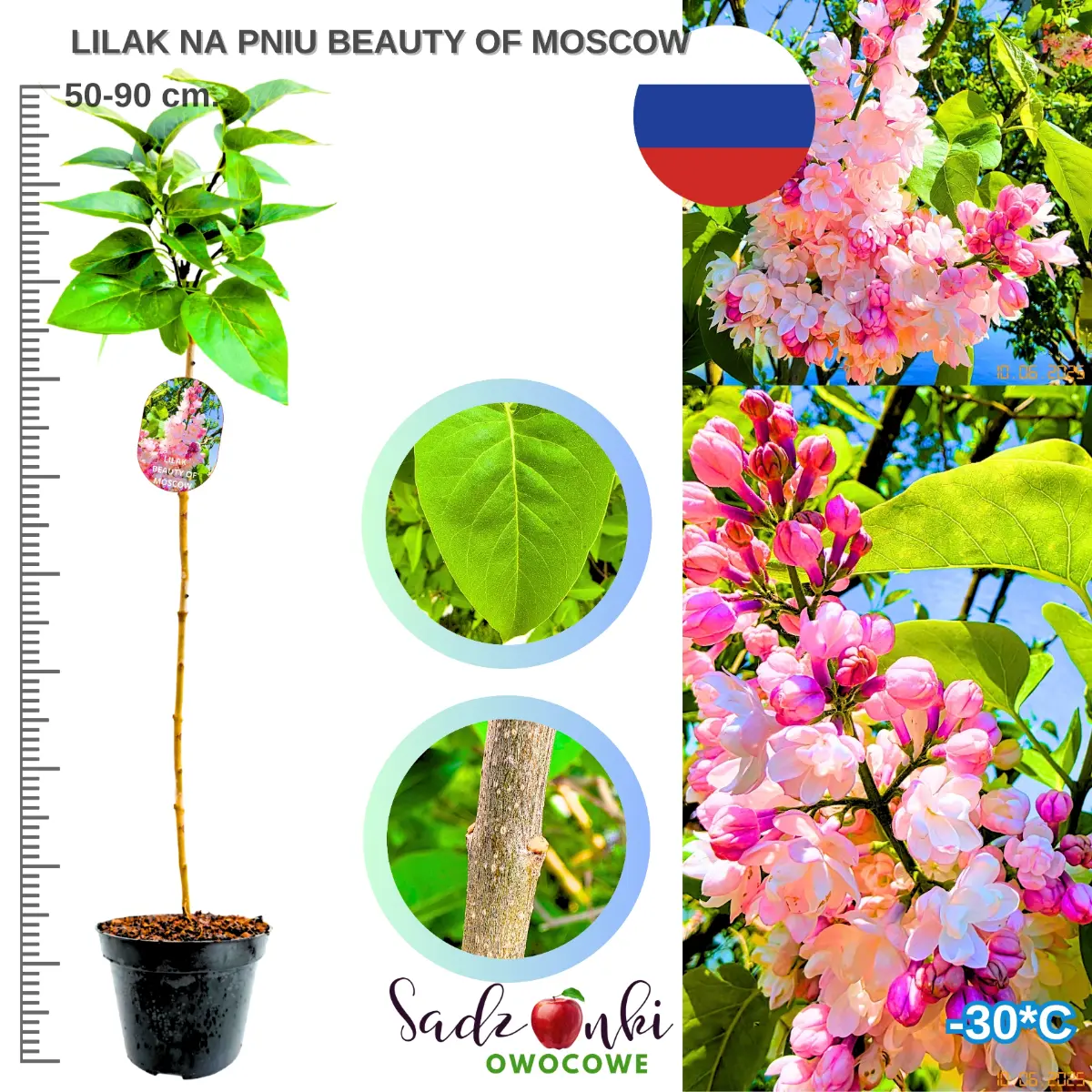 lilak beauty of moscow na pniu drzewko ozdobne w donicy wysokość 50-90 cm.