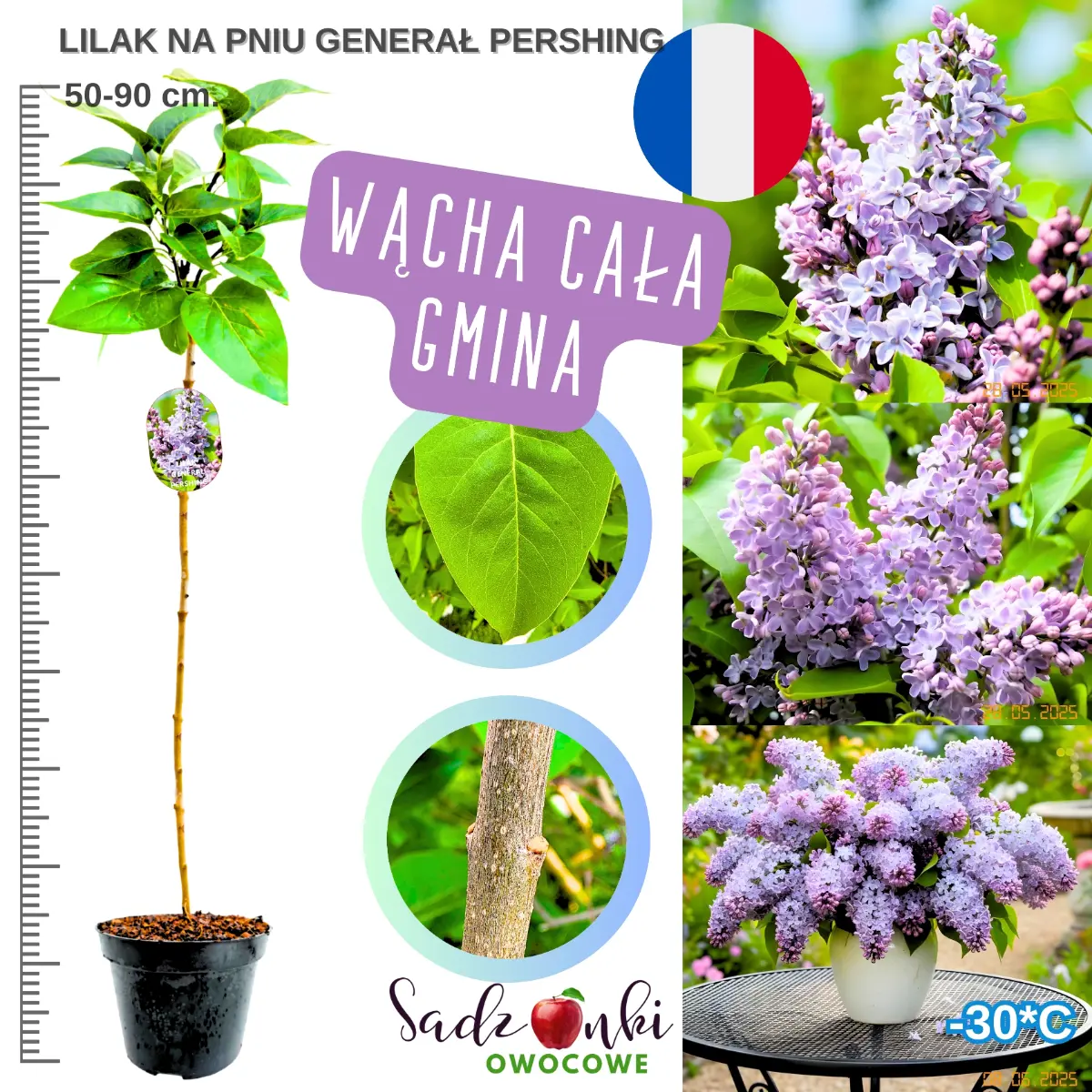 lilak generał pershing na pniu drzewko w donicy wysokość 50-90 cm.