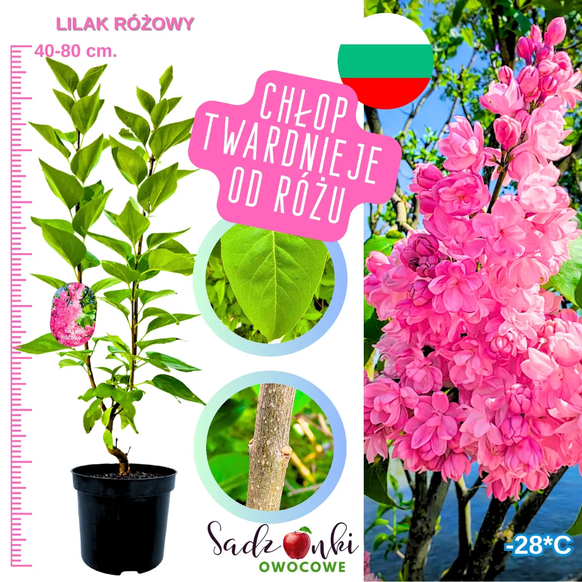 lilak różowy w doniocy 40-80 cm.