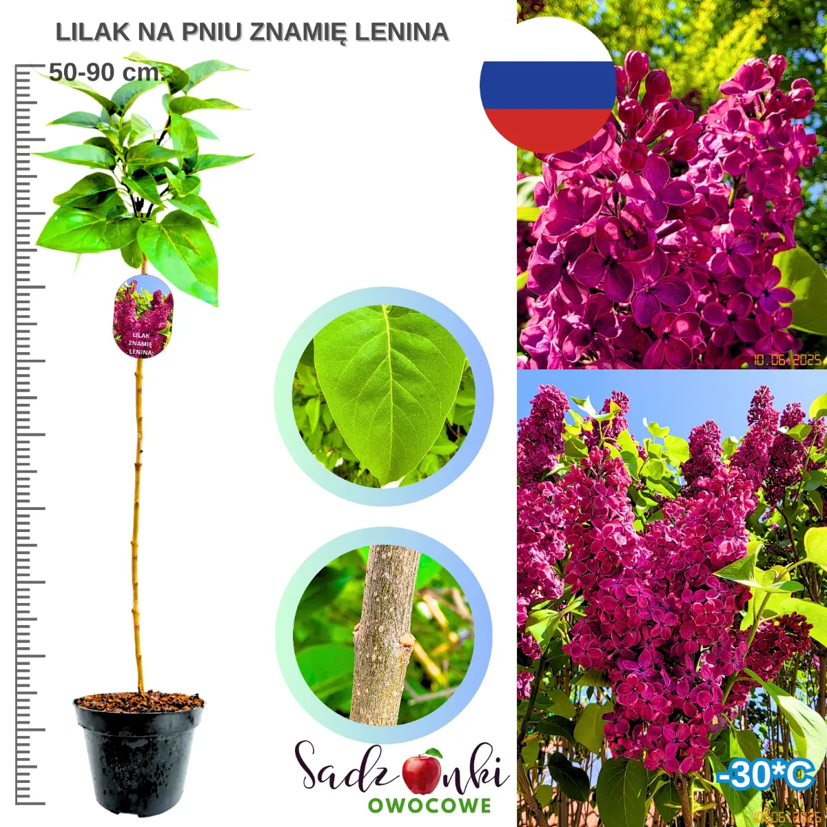 lilak znamię lenina na pniu drzewko szczepione 50-90 cm.