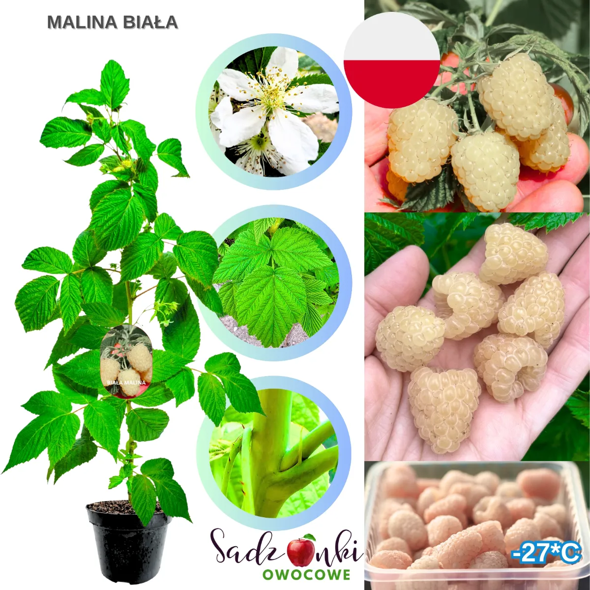 Biała malina z jasnymi, słodkimi owocami na dojrzałym krzewie w ogrodzie