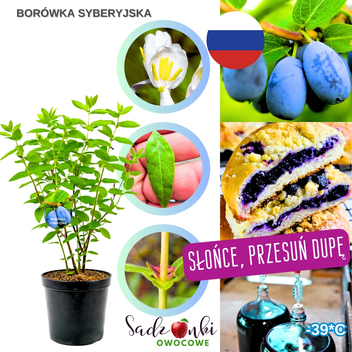 borówka syberyjska – sadzonka krzewu owocowego w donicy, roślina owocowa gotowa do sadzenia