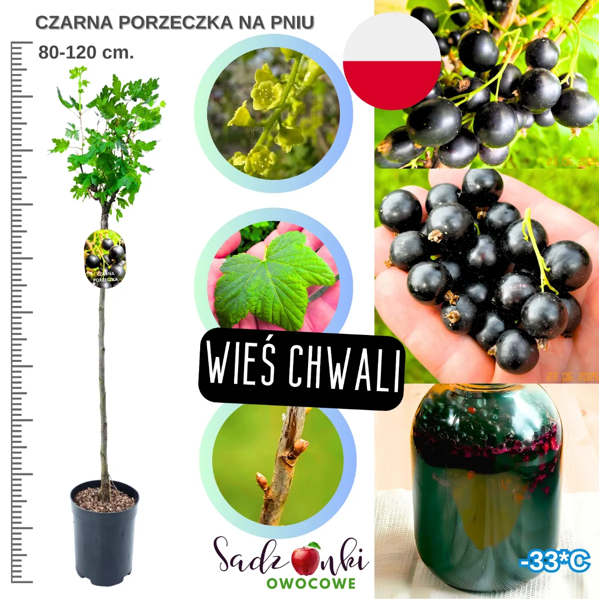 porzeczka czarna na pniu sadzonka 80-120 cm szczepione drzewko owocowe do ogrodu z dużymi owocami