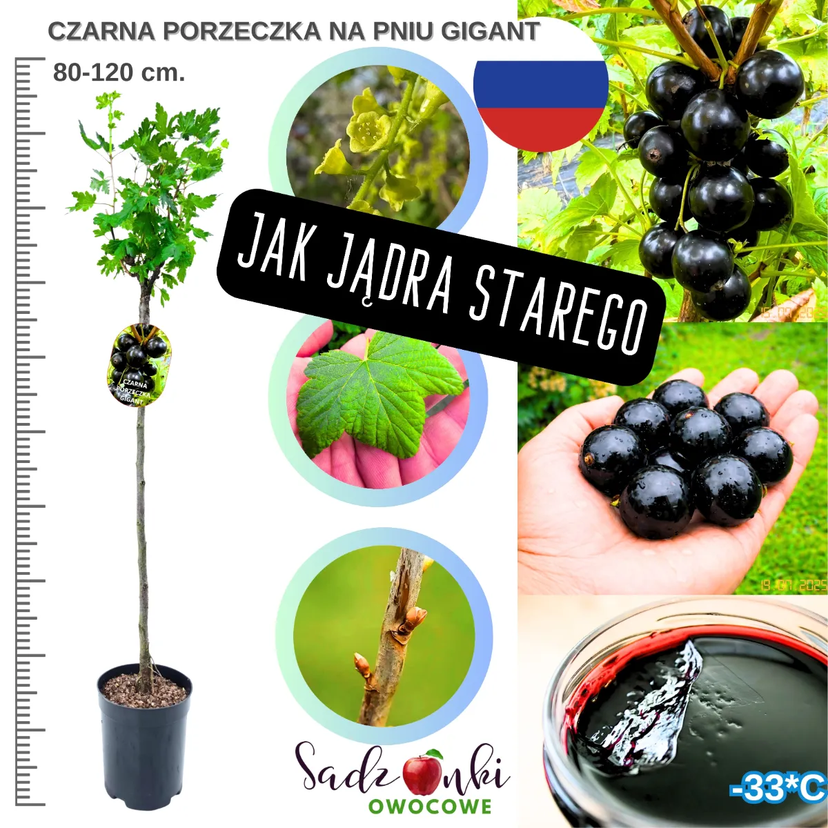 porzeczka czarna gigant sadzonka 80-120 cm drzewko owocowe szczepione na pniu do ogrodu