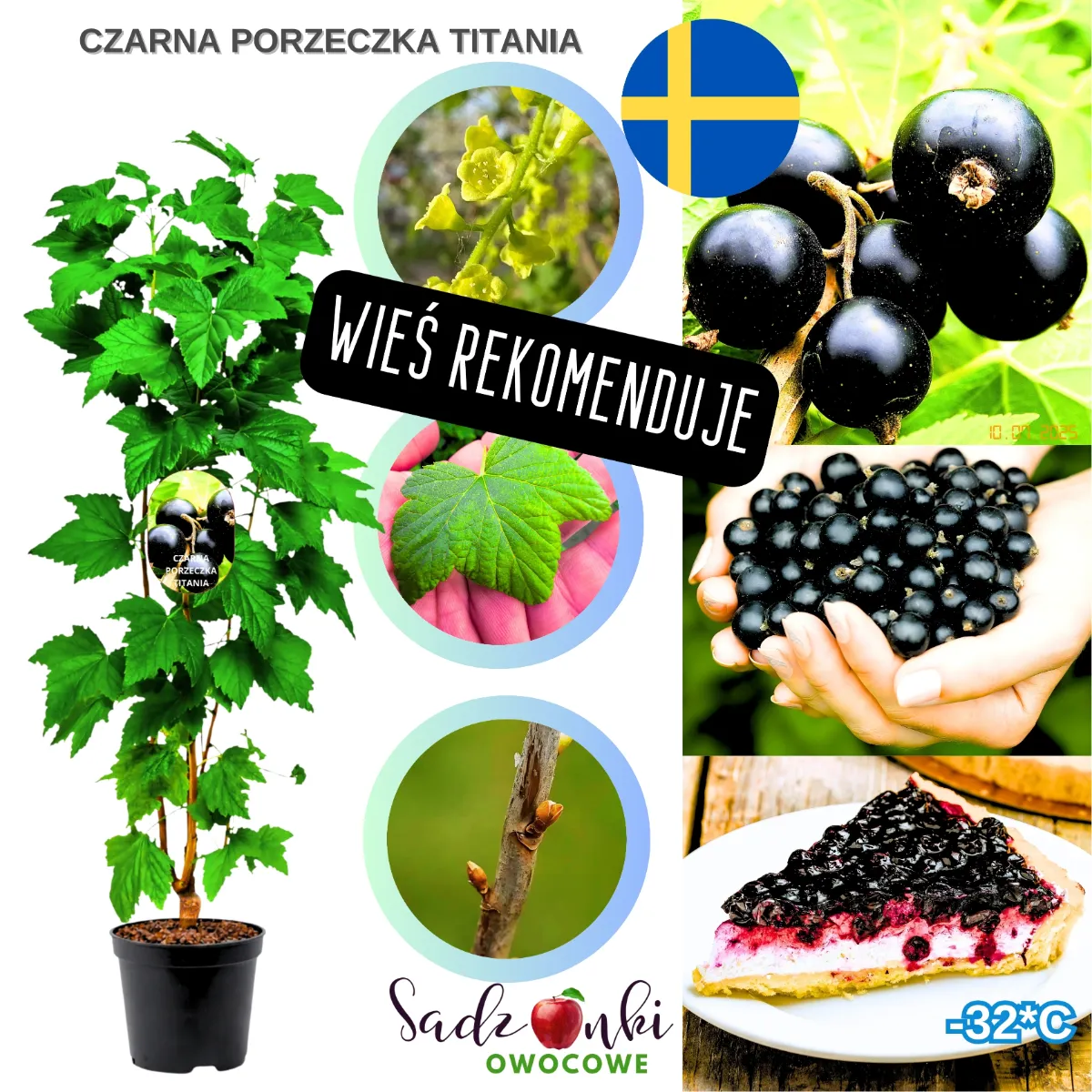 porzeczka titania sadzonka krzewu owocowego w doniczce ze szkółki roślin