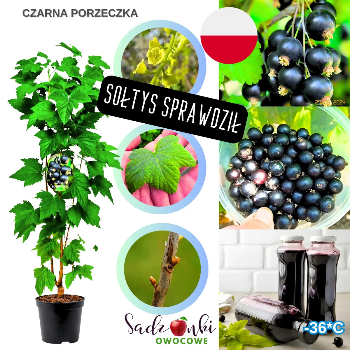 czarna porzeczka sadzonki krzew owocowy ze szkółki roślin w doniczce gotowy materiał nasadzeniowy do ogrodu