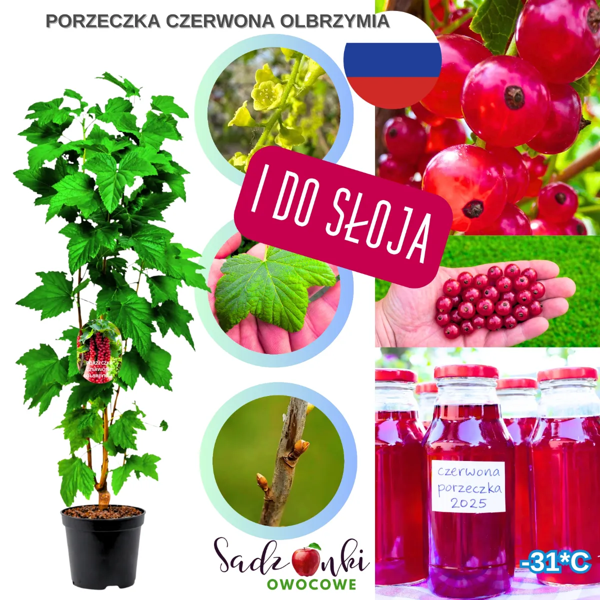 sadzonka porzeczki Olbrzymiej krzew owocowy o dużych aromatycznych owocach