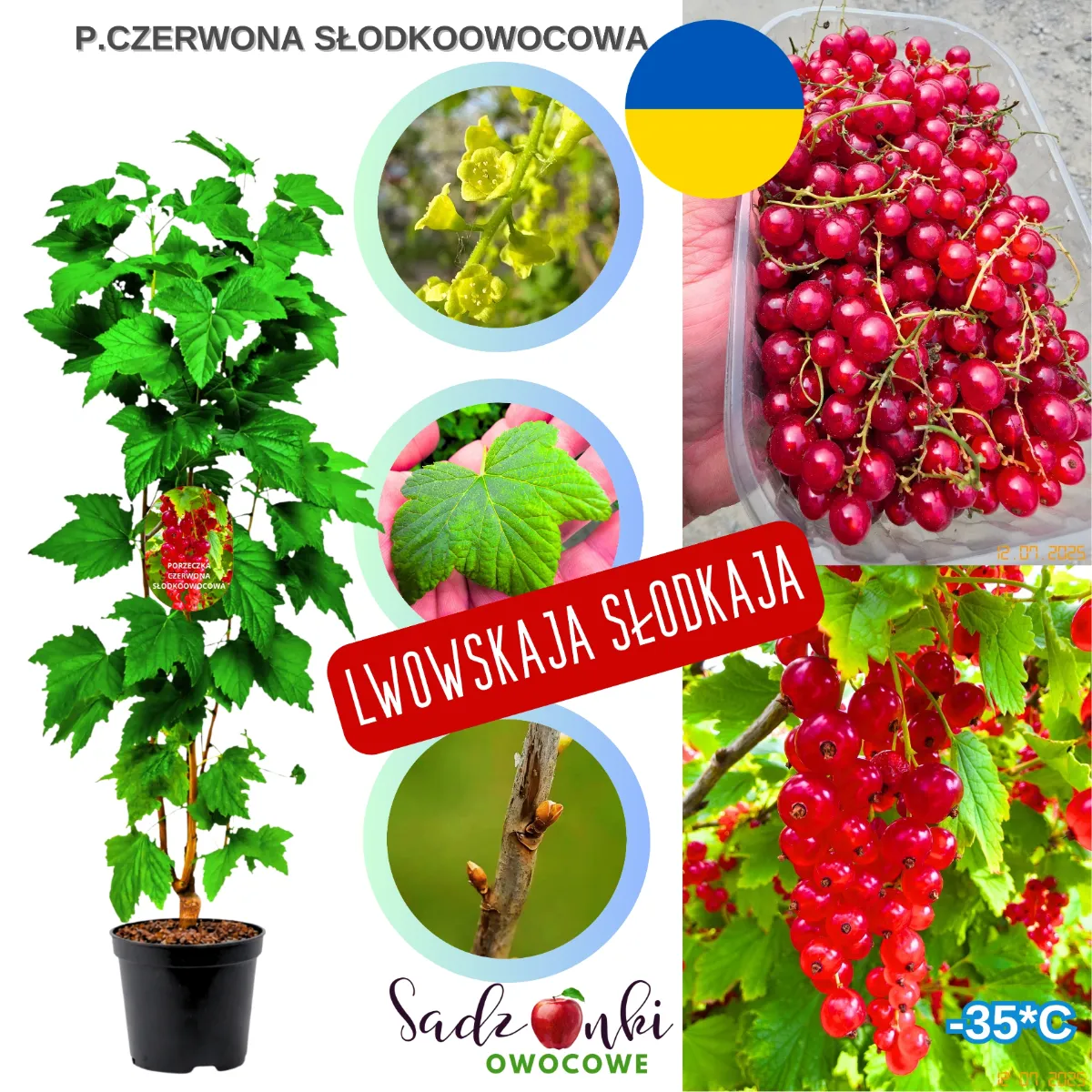 krzew porzeczki słodkoowocowej zdrowa sadzonka odmiany o słodkim aromacie i silnym wzroście