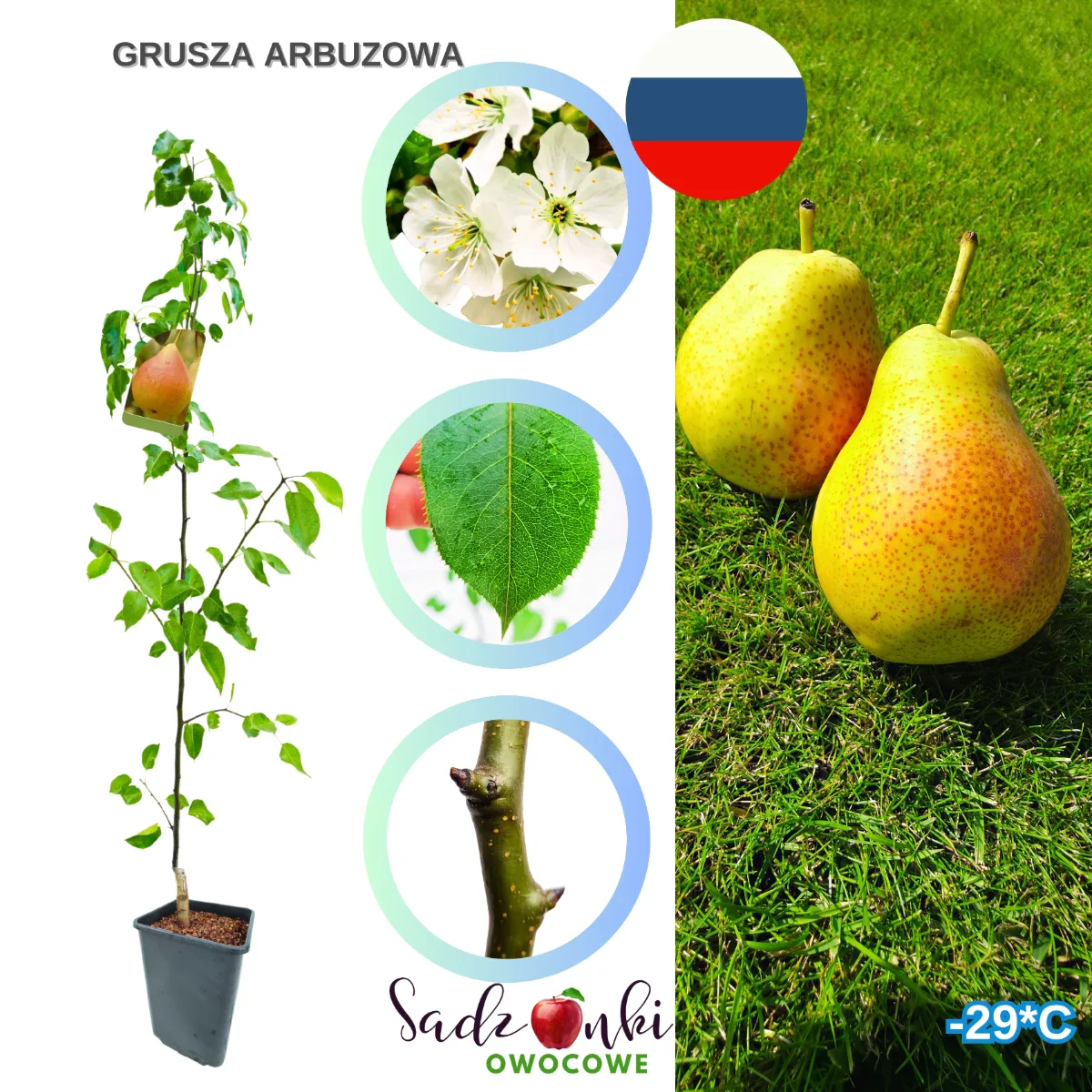 grusza arbuzowa – zdrowa sadzonka w donicy z gospodarstwa szkółkarskiego