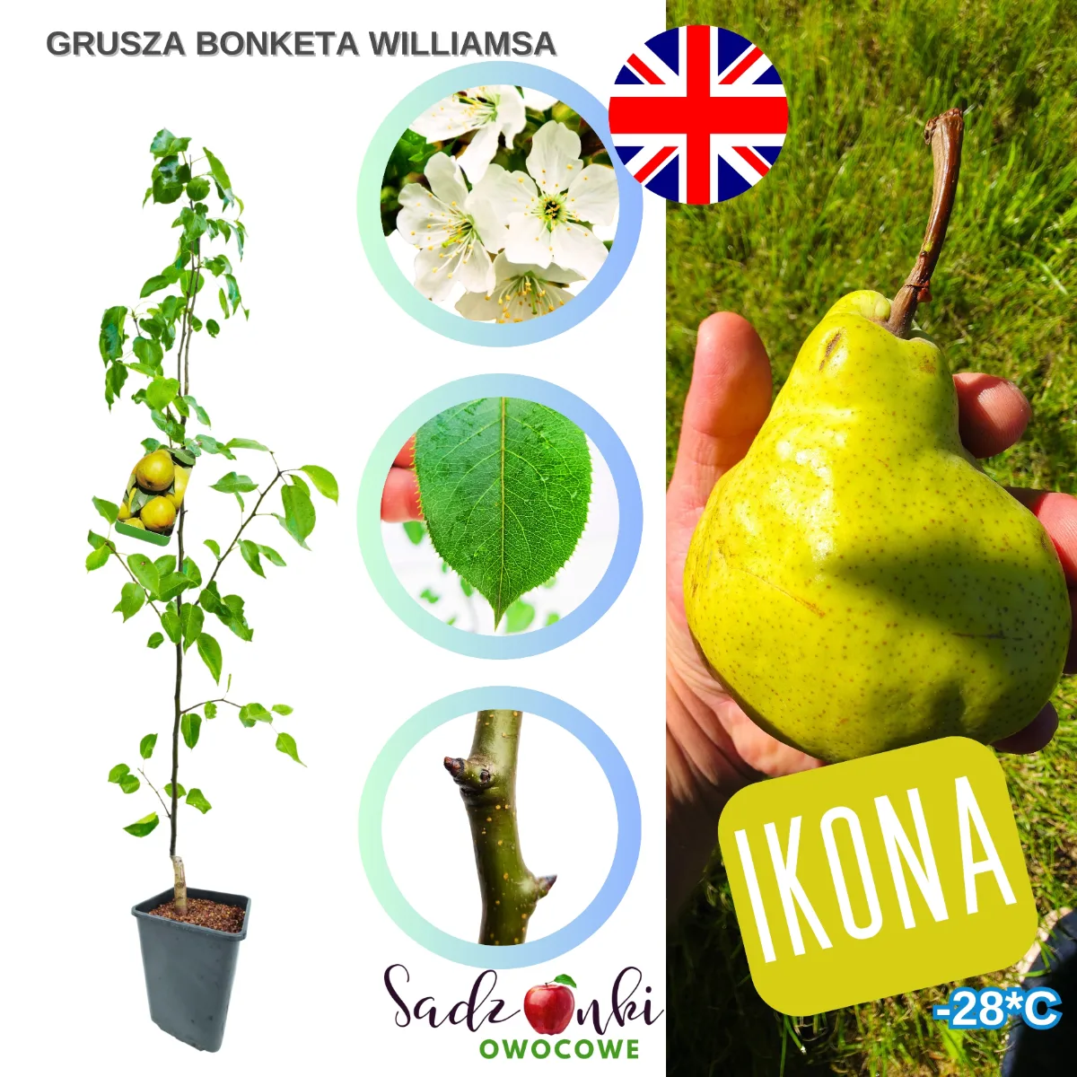 grusza bonkreta williamsa drzewko owocowe sprzedaż drzewek online