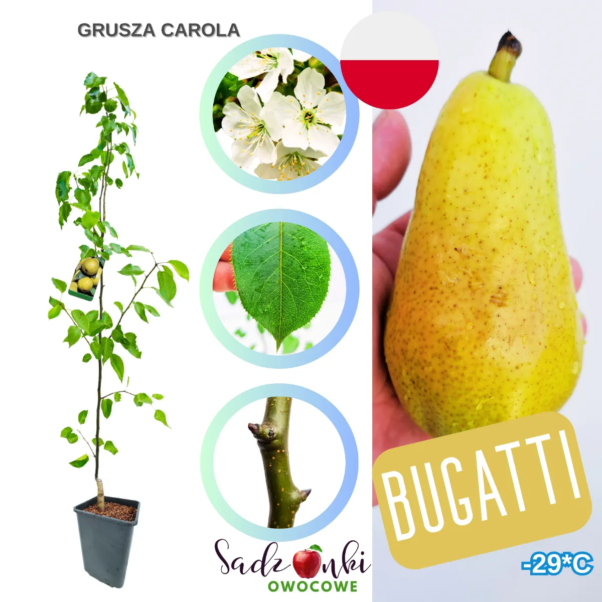 grusza carola drzewko owocowe sklep z drzewkami owocowymi