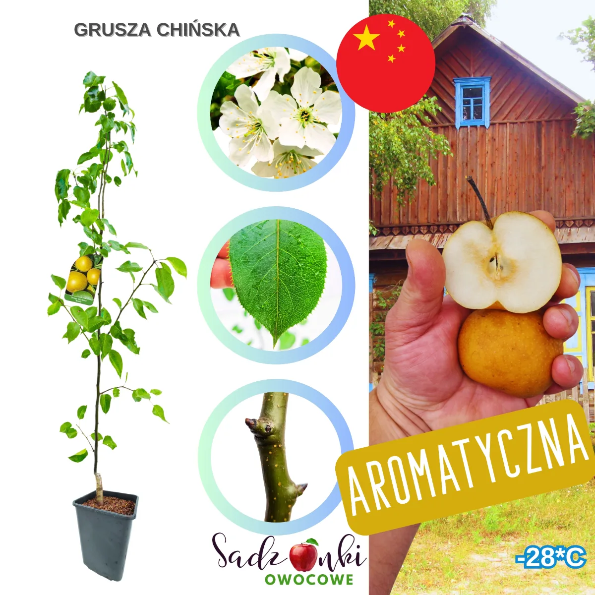 grusza chińska – zdrowa sadzonka w donicy, materiał szkółkarski do ogrodu i na działkę, sprzedaż wysyłkowa roślin