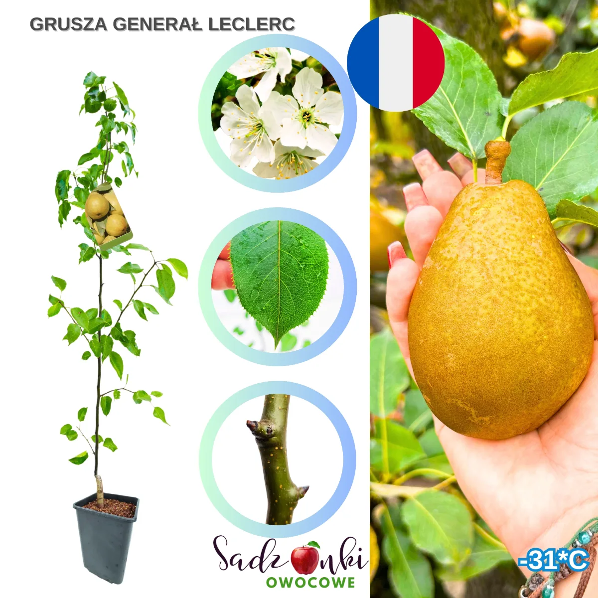 grusza generał leclerc sadzonka – drzewka owocowe do sadzenia, szkółka roślin
