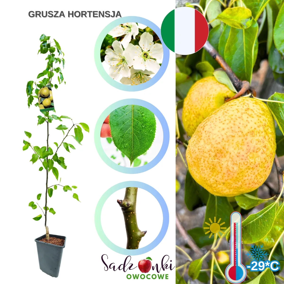 grusza hortensja sadzonka gruszy w donicy gotowa do sadzenia