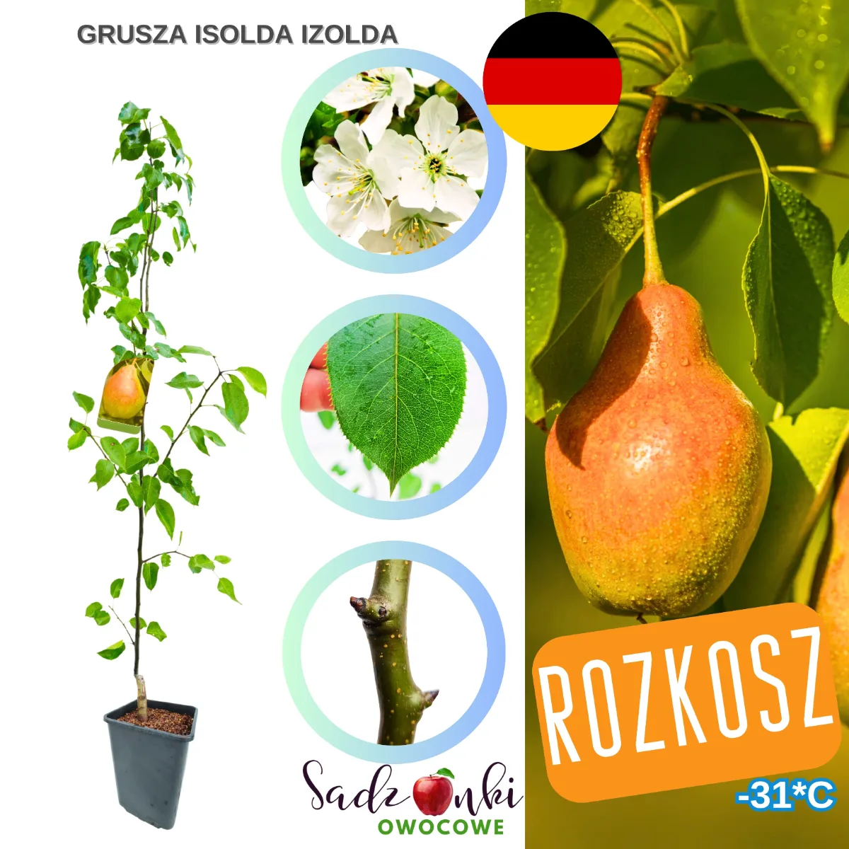 grusza izolda drzewko – szkółka roślin, sadzonki przez internet
