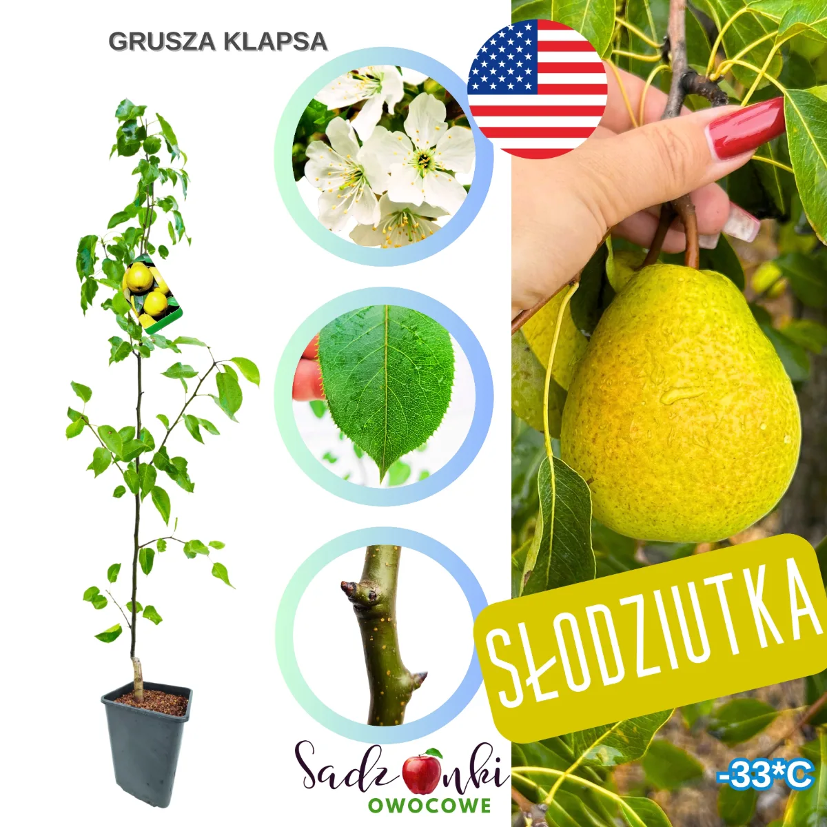 gruszka klaps sadzonka w donicy – zdrowe drzewko owocowe ze szkółki