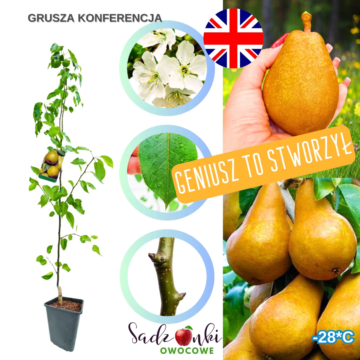 gruszka konferencja sadzonka – drzewka owocowe z dostawą, szkółka drzew owocowych