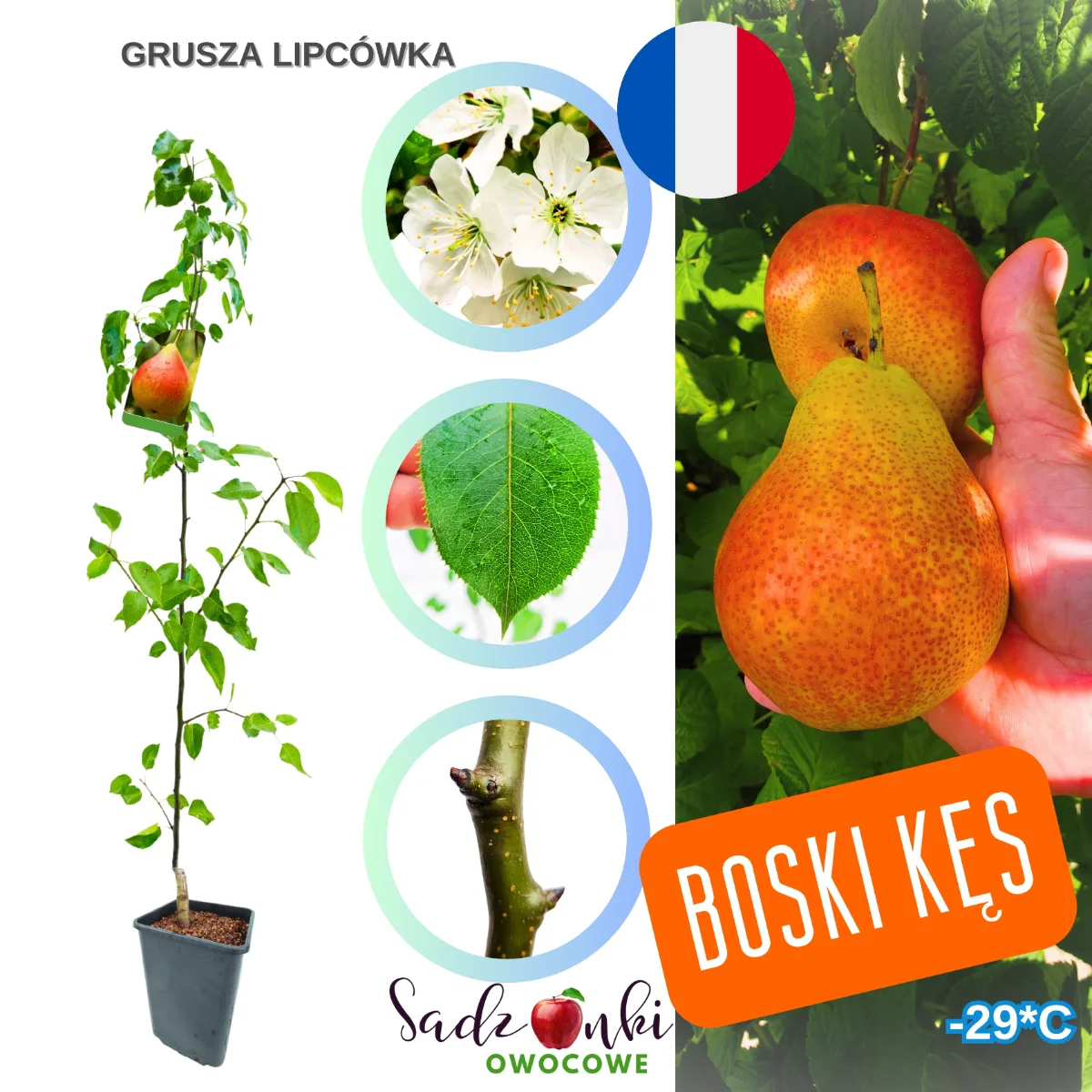 grusza lipcówka sadzonka – sadzonki online, drzewka gruszy do sadzenia