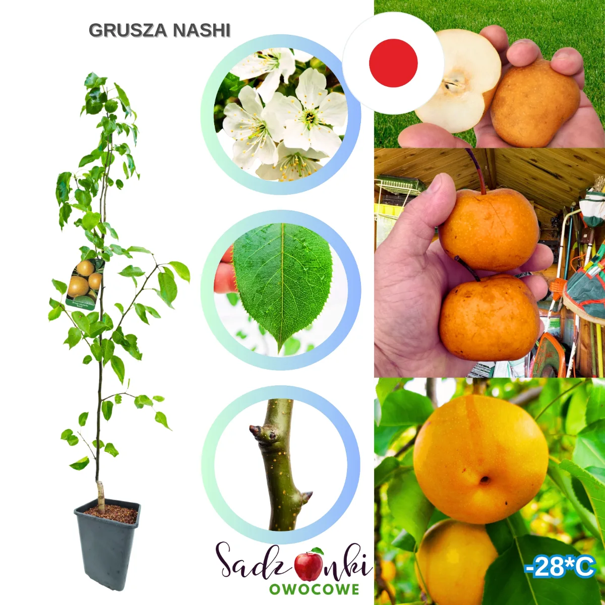 gruszka nashi – sadzonka azjatyckiej gruszy w donicy, drzewko owocowe do ogrodu i sadu