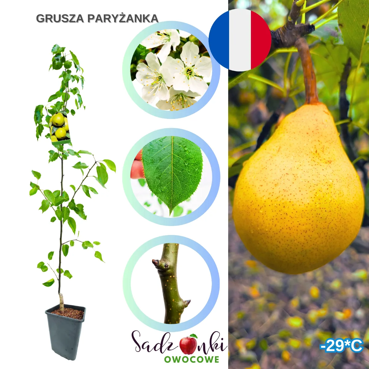 grusza paryżanka – gruszka sadzonka, drzewko gruszy z produkcji szkółkarskiej