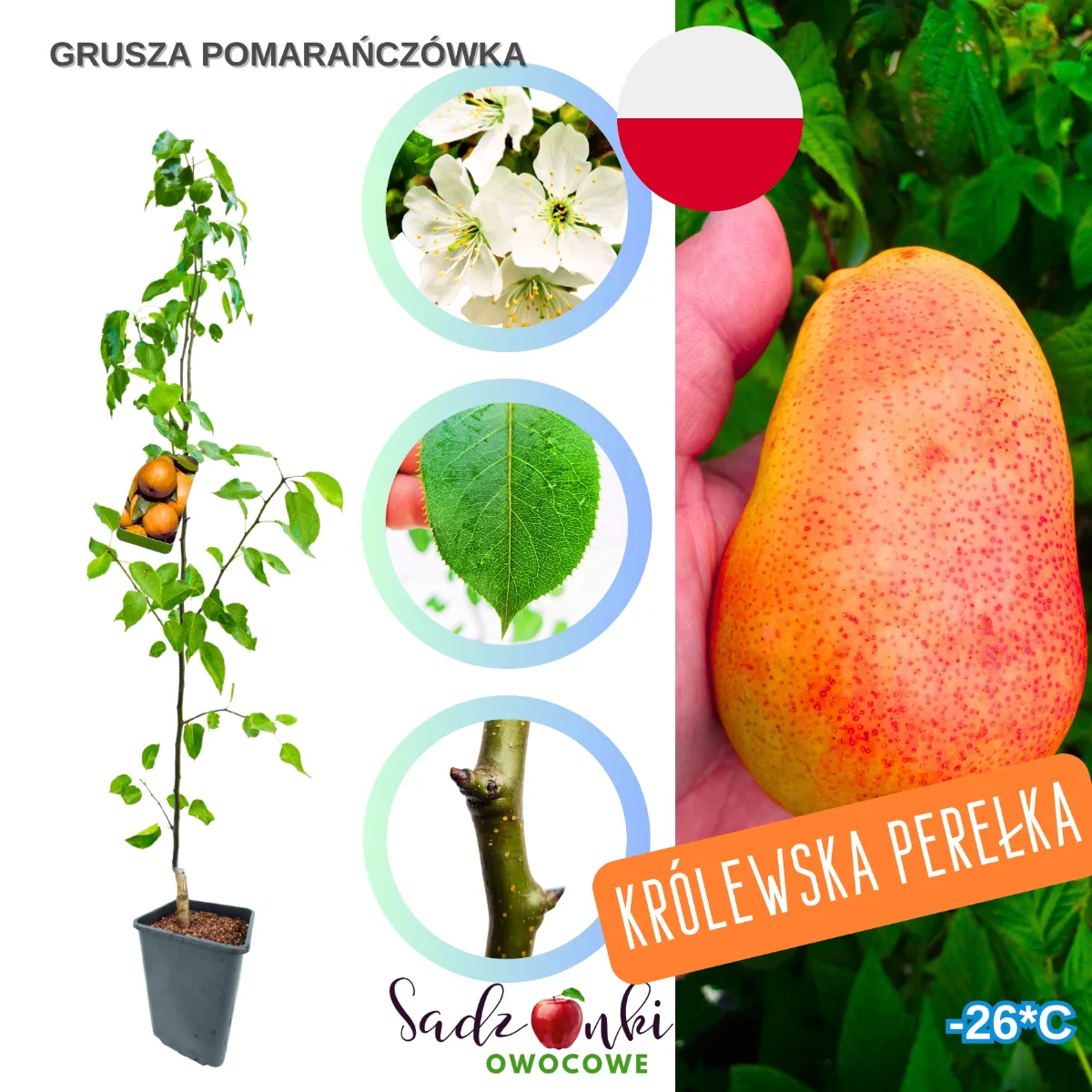 grusza pomarańczówka sadzonka – zdrowa sadzonka w donicy, gotowa do wysyłki