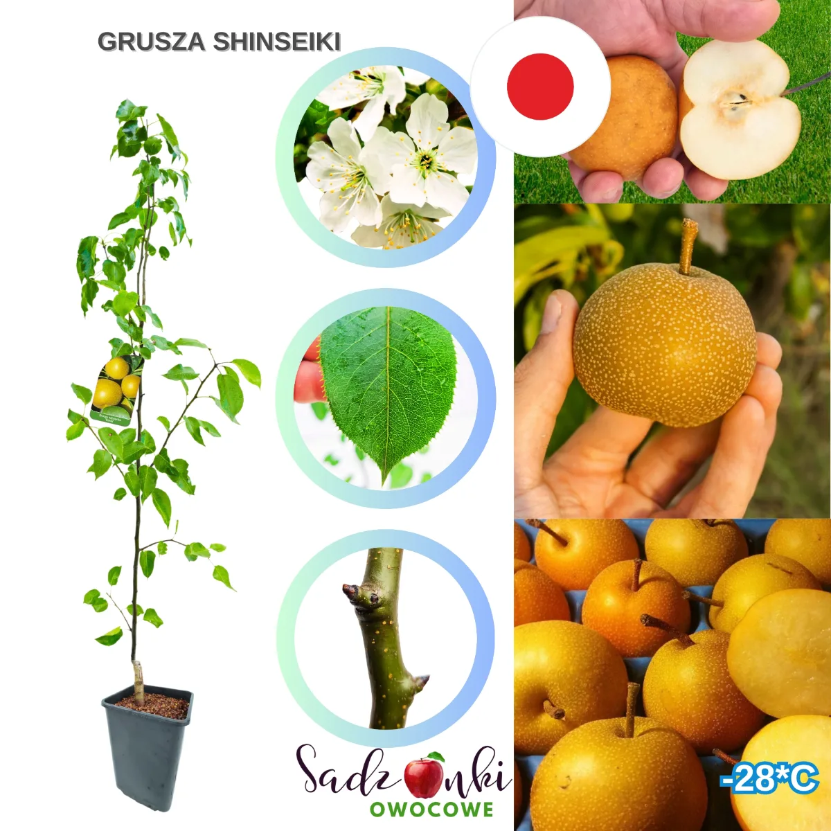 grusza azjatycka shinseiki gruszka azjatycka sadzonka