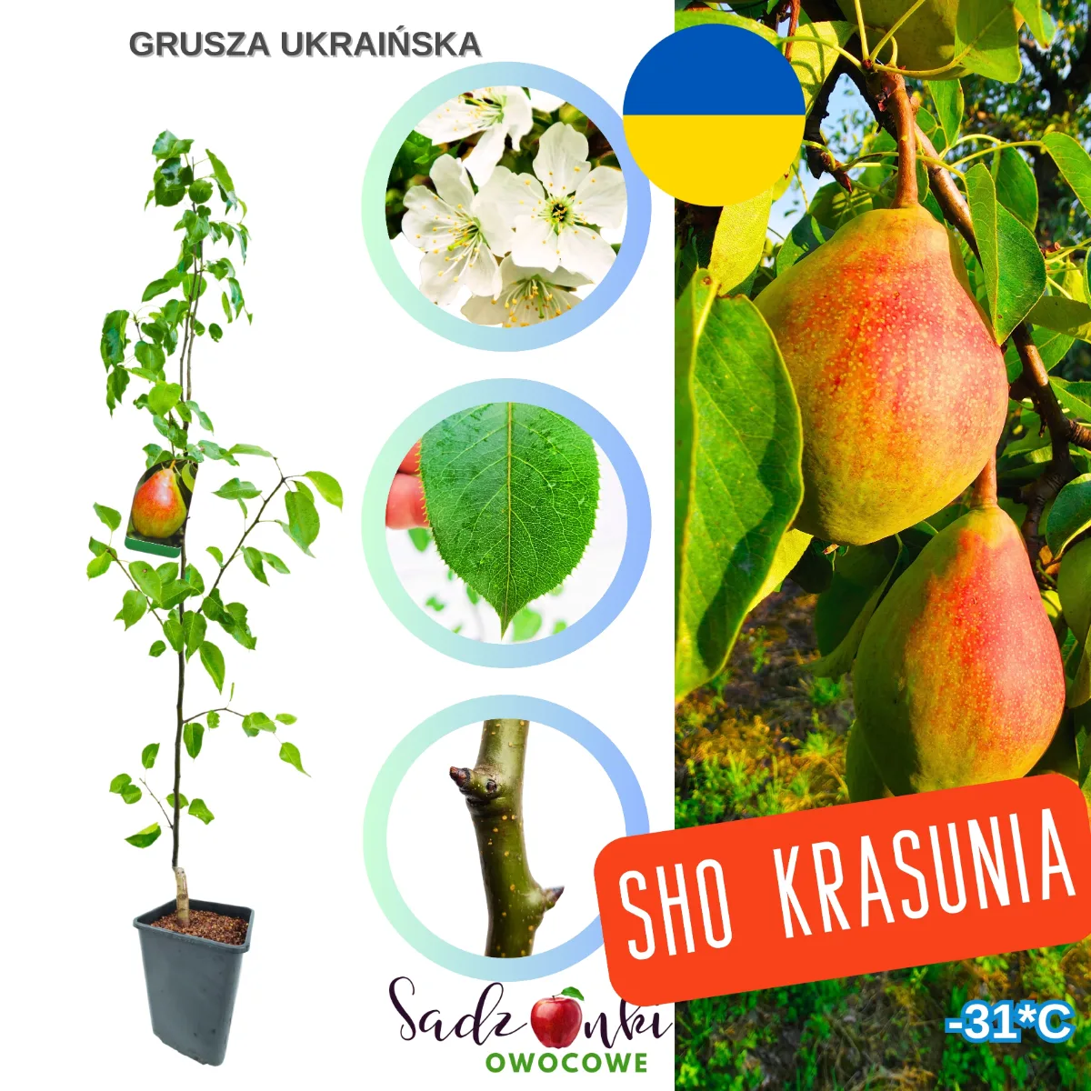 grusza ukraińska sadzonka w donicy – zdrowe drzewko owocowe ze szkółki