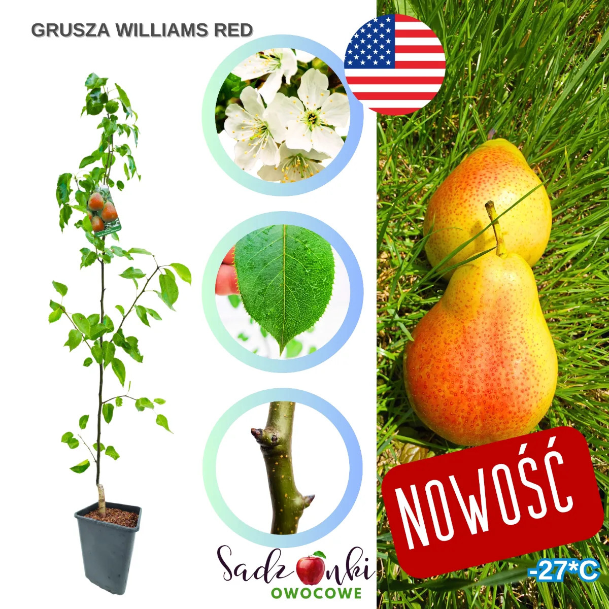 grusza williams red sadzonka drzewka owocowego do nasadzeń