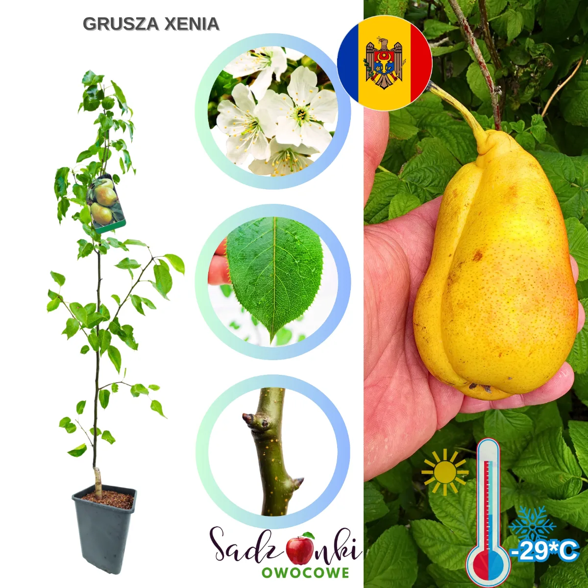 grusza xenia sadzonka owocowa do ogrodu z rozbudowanym korzeniem