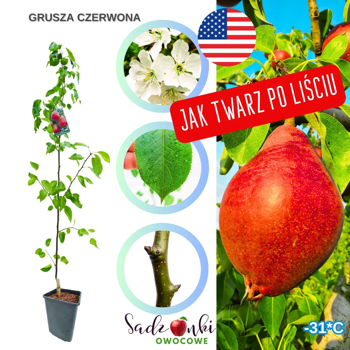 grusza czerwona – zdrowa sadzonka w donicy z polskiej szkółki