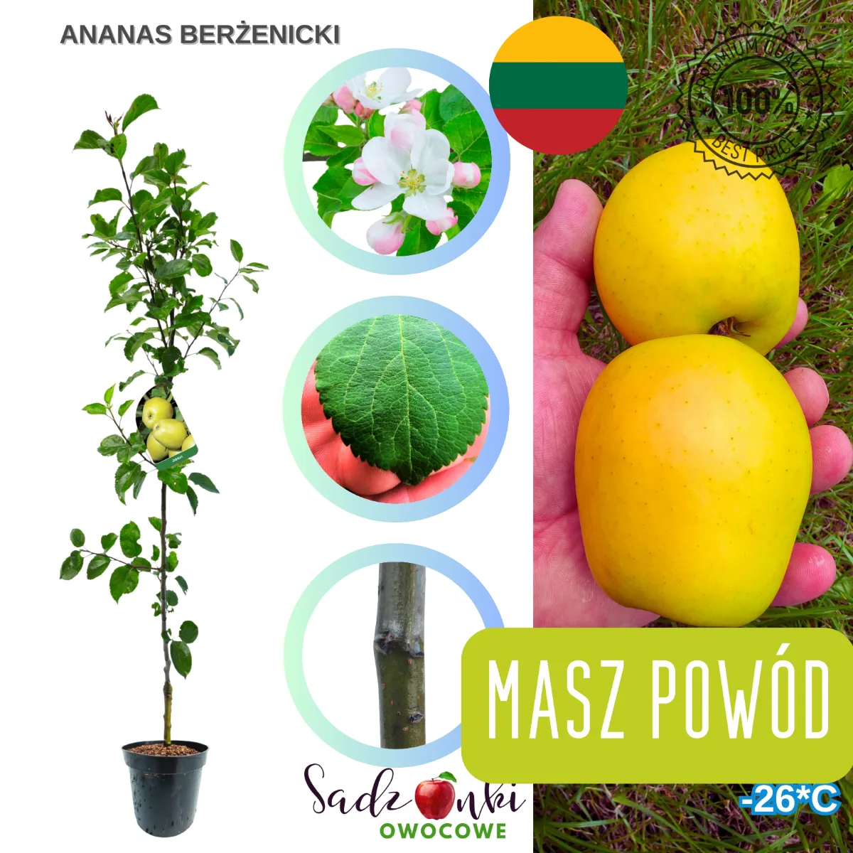 jabłoń Ananas Berżenicki sadzonka drzewka owocowego w donicy przygotowana do transportu