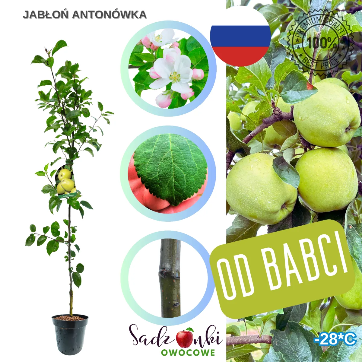 jabłoń Antonówka sadzonka drzewka owocowego w donicy