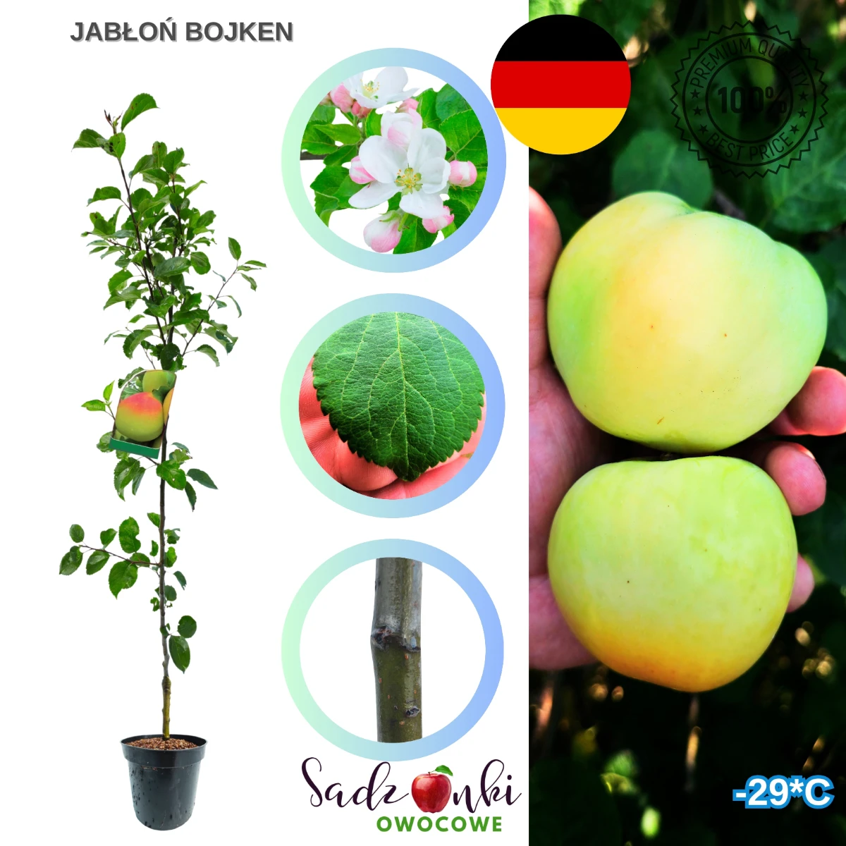 jabłoń Bojken sadzonka kontenerowa drzewka owocowego starannie zabezpieczona do transportu