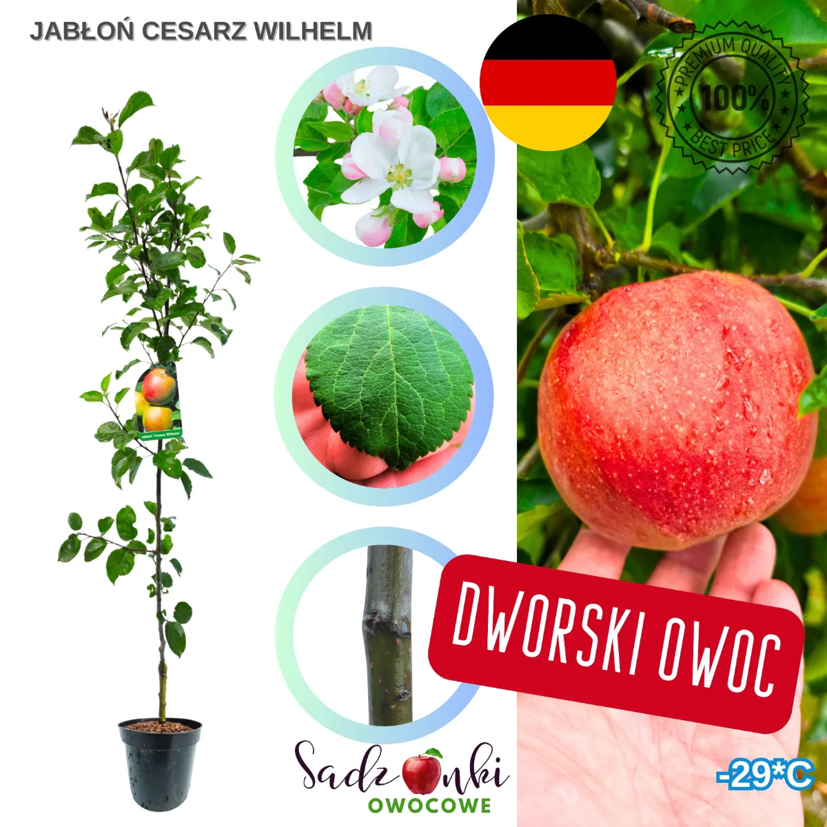 jabłoń Cesarz Wilhelm sadzonka kontenerowa drzewka owocowego zabezpieczona do transportu