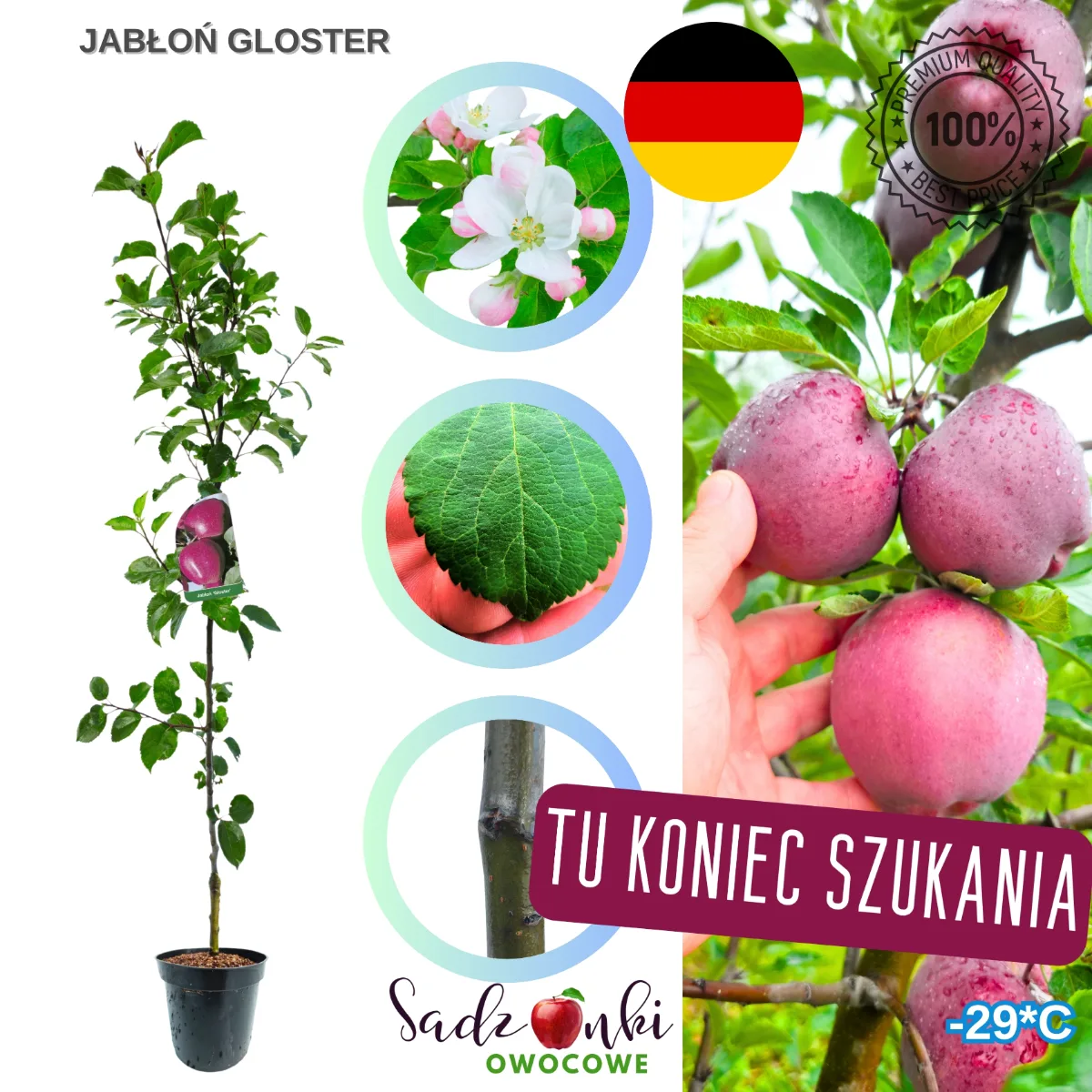 jabłoń Gloster sadzonka kontenerowa drzewka owocowego zabezpieczona do transportu