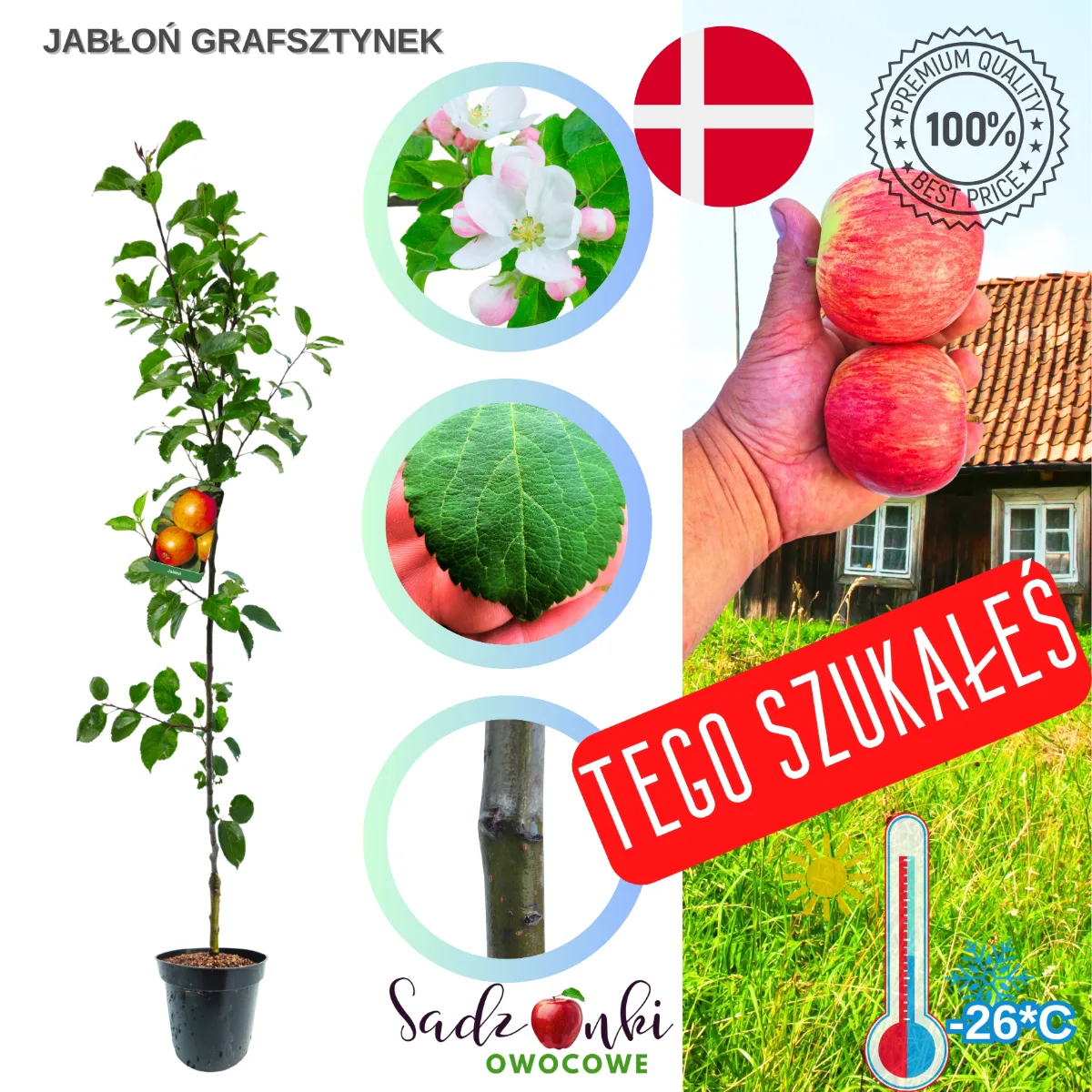 jabłoń Grafsztynek sadzonka kontenerowa drzewka owocowego zabezpieczona na czas transportu