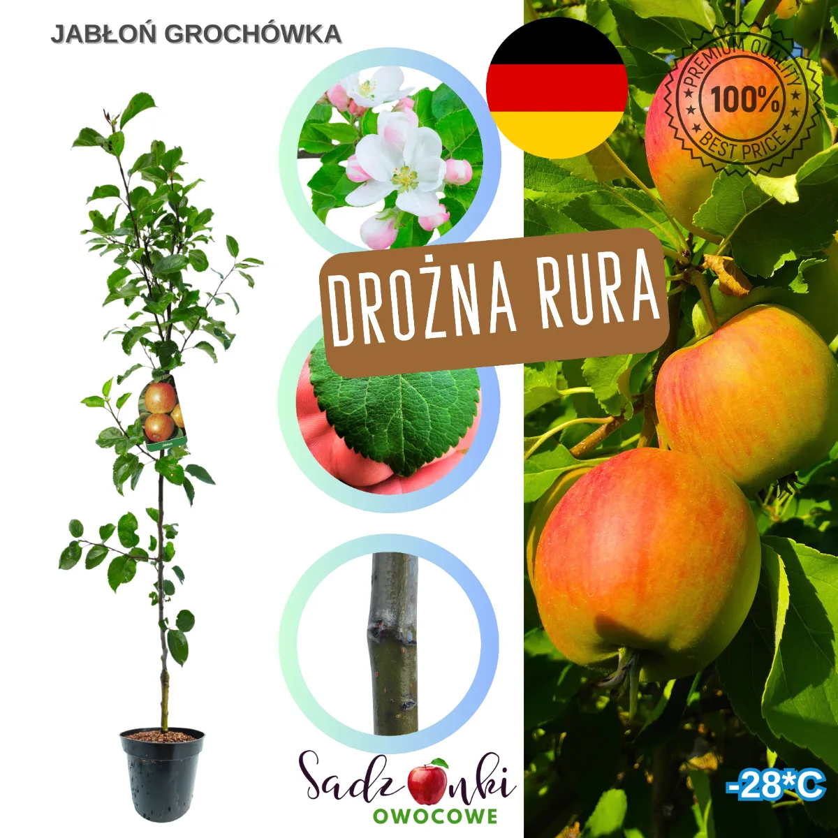 jabłoń Grochówka sadzonka drzewka owocowego w donicy ustawiona na placu szkółkarskim