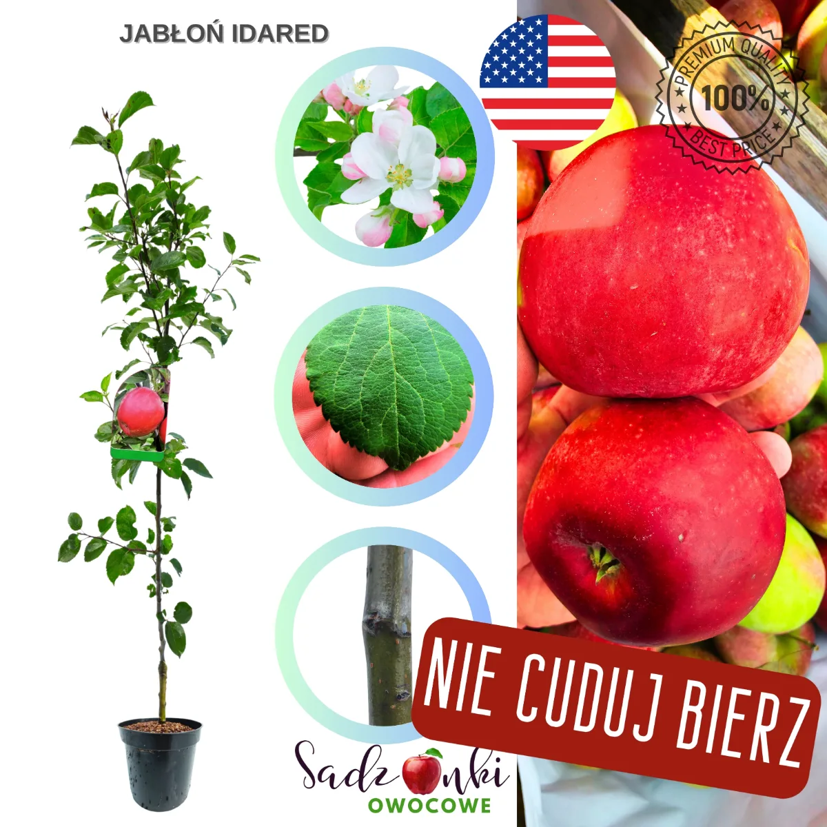 jabłoń Idared sadzonka drzewka owocowego w donicy ustawiona na placu szkółki