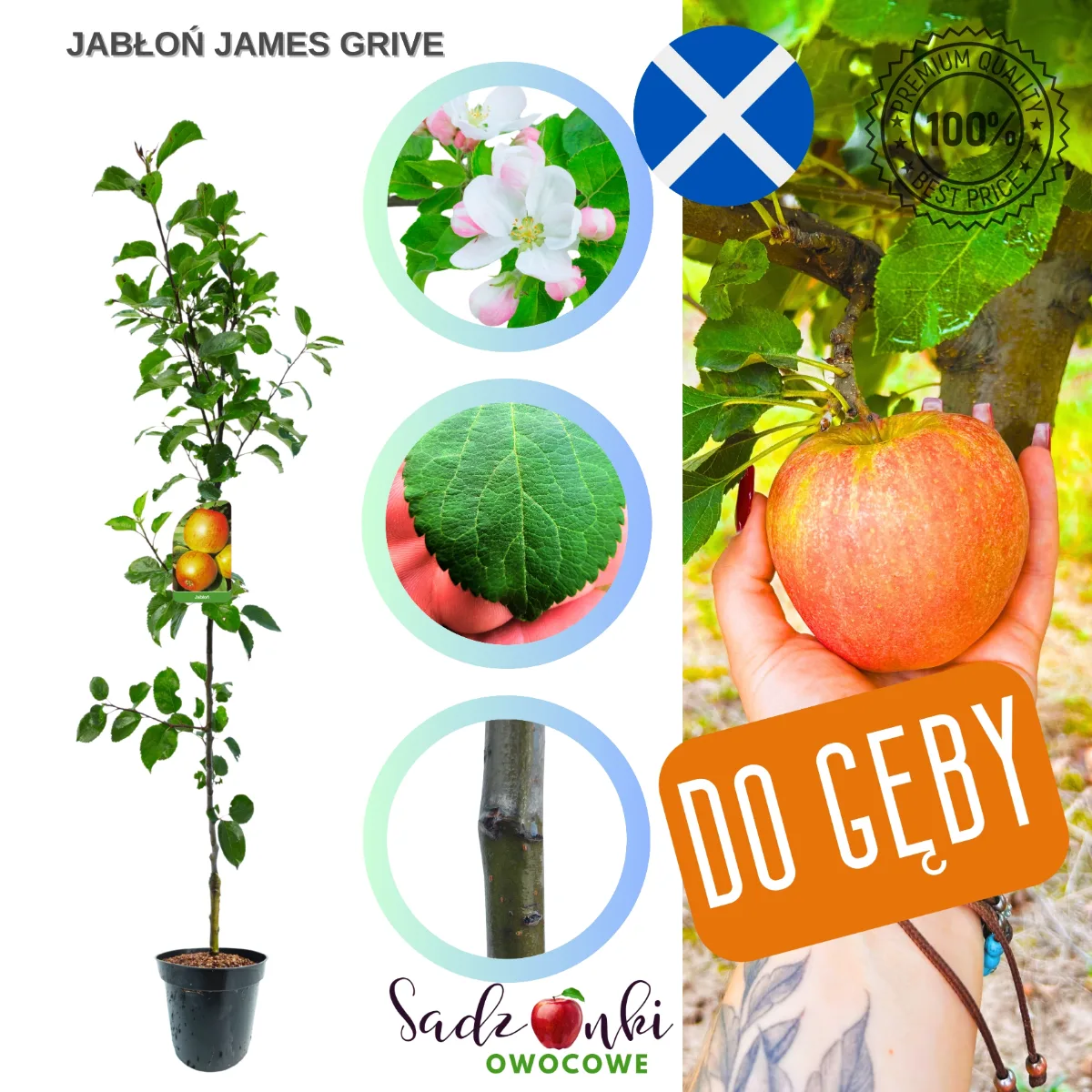 jabłoń James Grieve sadzonka drzewka owocowego w czarnej donicy szkółkarskiej