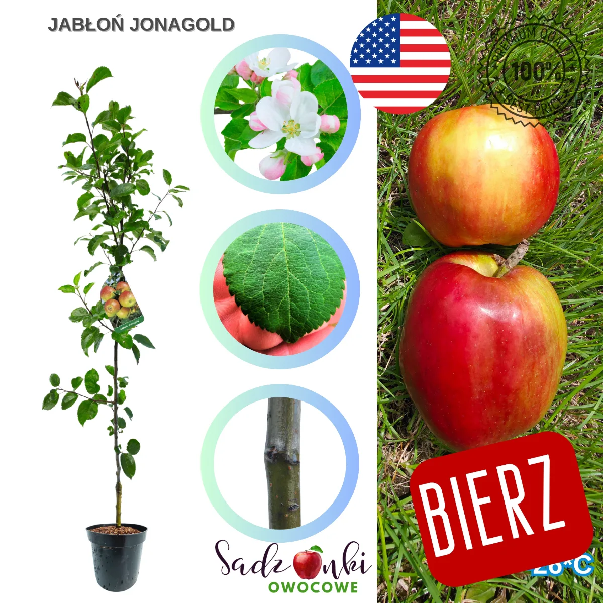 jabłoń Jonagold sadzonka drzewka owocowego w donicy przygotowana do wysyłki kurierskiej