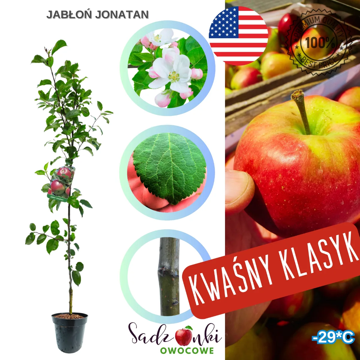 jabłoń Jonatan sadzonka drzewka owocowego w czarnej donicy szkółkarskiej