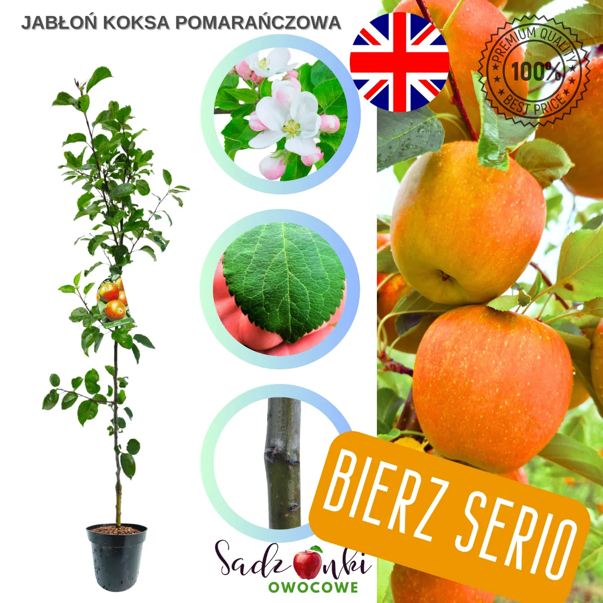 jabłoń Koksa Pomarańczowa sadzonka drzewka owocowego w donicy ustawiona w szkółce