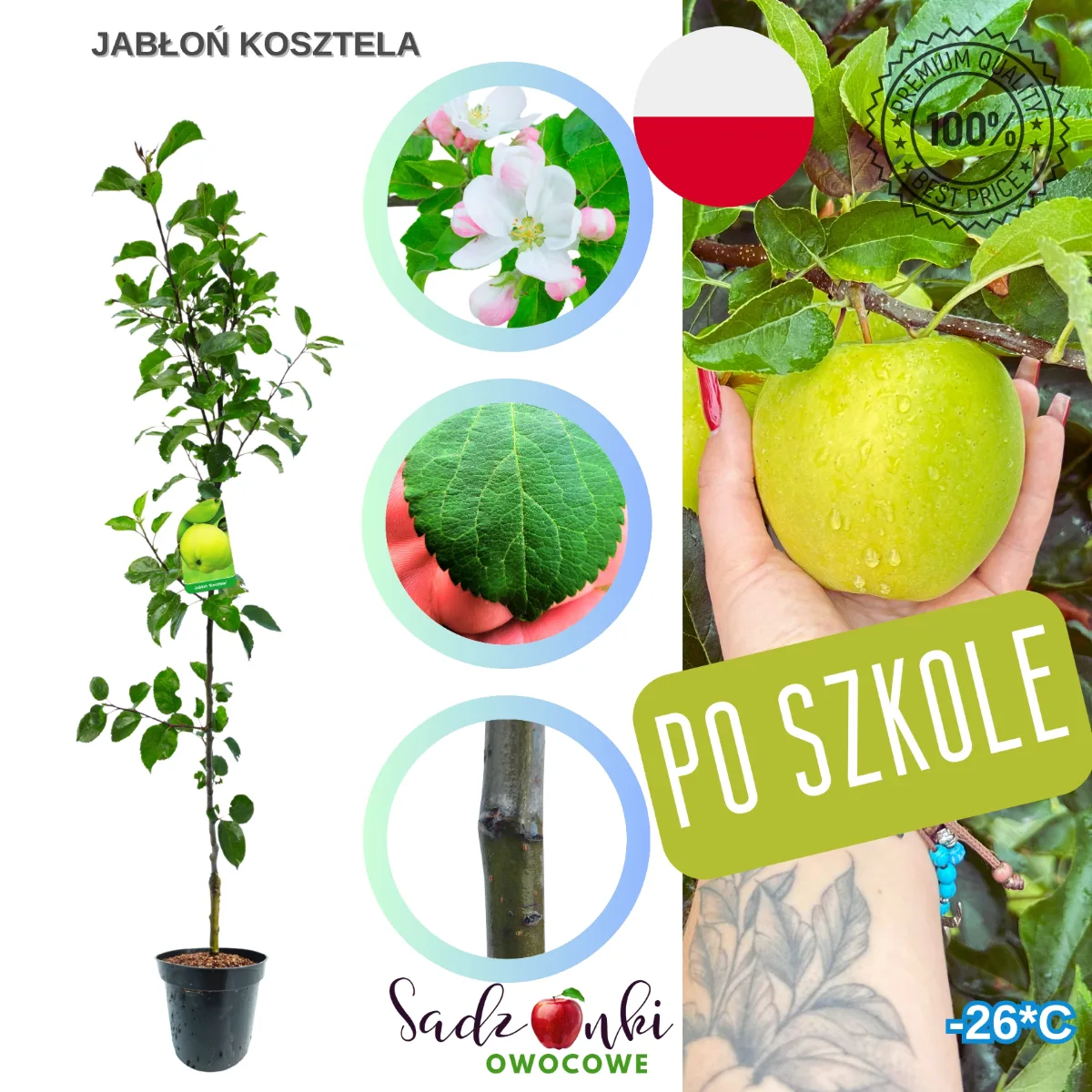 jabłoń Kosztela sadzonka drzewka owocowego w donicy gotowa do wysyłki
