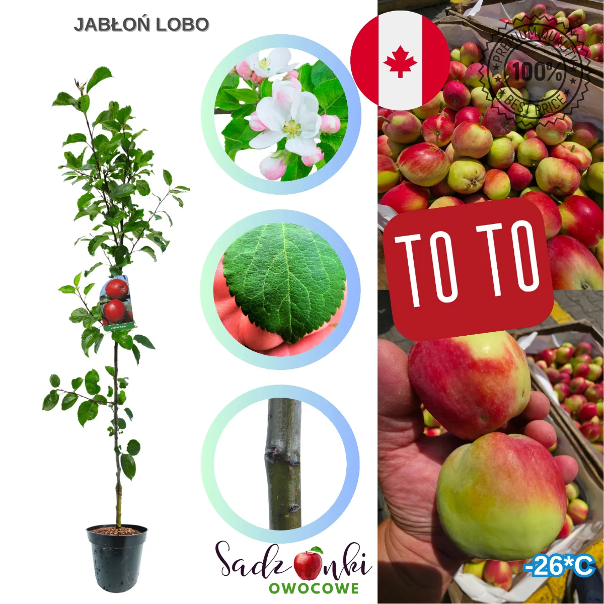 jabłoń Lobo sadzonka drzewka owocowego w donicy przygotowana do sprzedaży