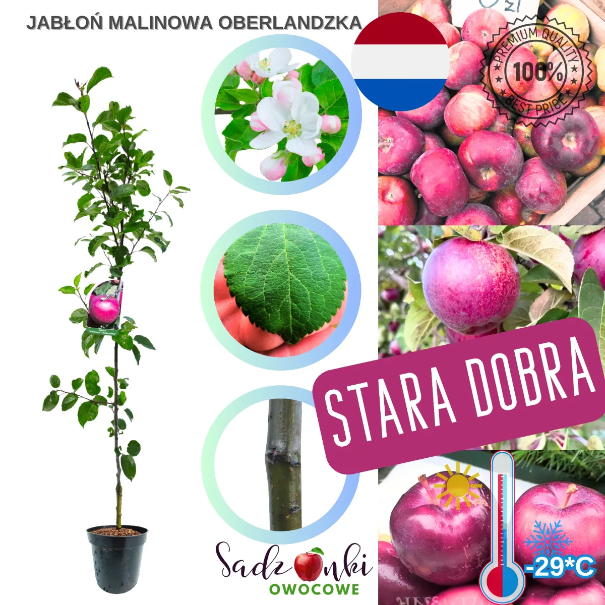 jabłoń Malinowa Oberlandzka sadzonka kontenerowa drzewka owocowego zabezpieczona do wysyłki