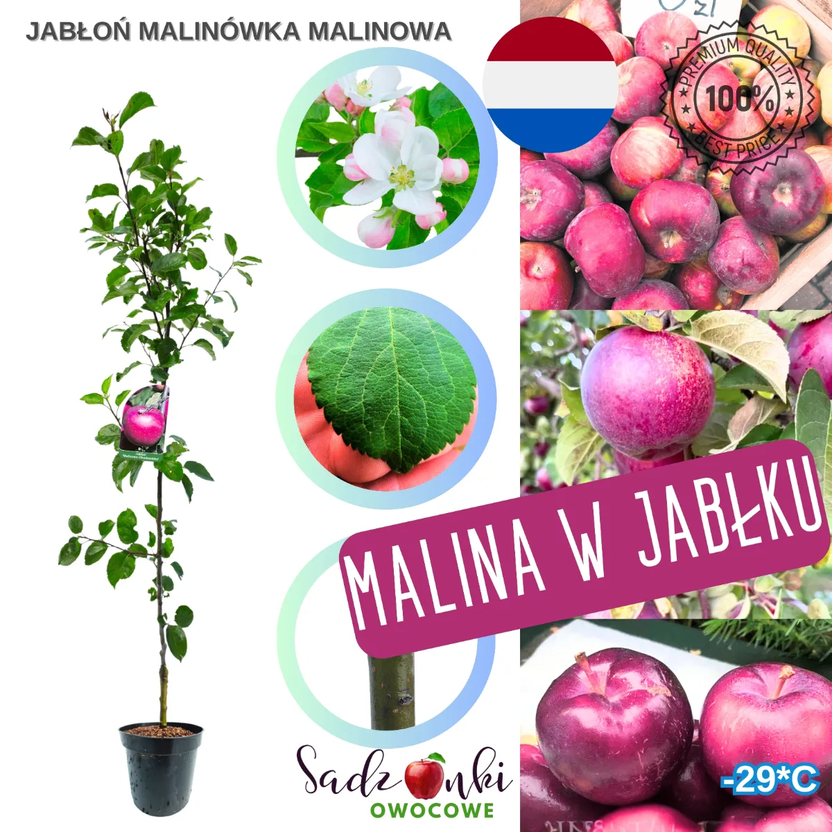 jabłoń Malinówka sadzonka kontenerowa drzewka owocowego przygotowana do wysyłki kurierskiej