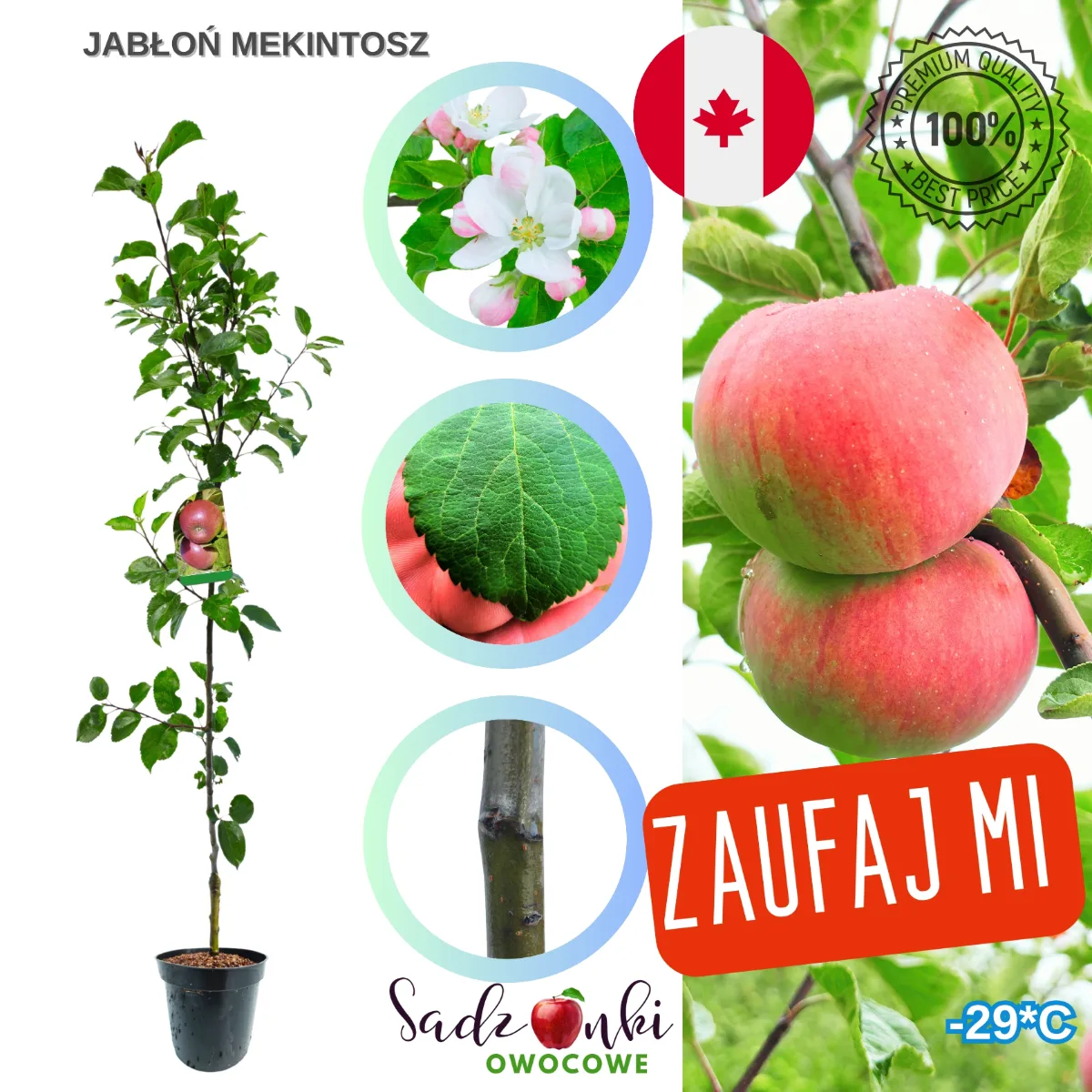 jabłoń Mekintosz sadzonka drzewka owocowego w donicy ustawiona w szkółce